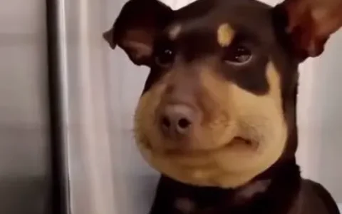 my dog stepped on a bee是什么意思