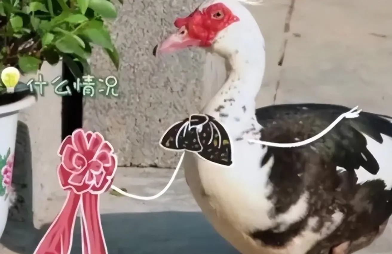 龚俊鸭子是什么梗,龚俊为什么不能和鸭子一起同框